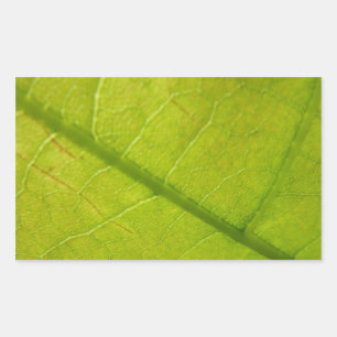 Sticker Rectangulaire Photographie de la nature botanique de la feuille