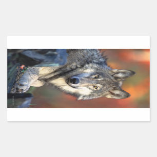 Sticker Rectangulaire Photographie de loup