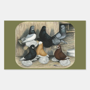 Sticker Rectangulaire Pigeons de Tumbler Démoulés