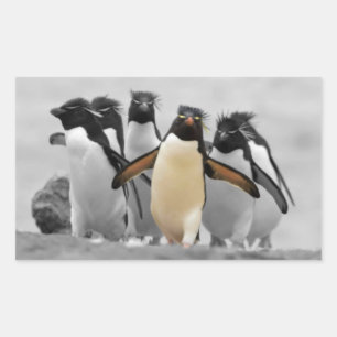 Sticker Rectangulaire Pingouins de Rockhopper
