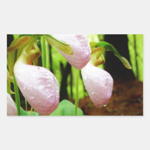 Sticker Rectangulaire Pink Lady Slipper sauvage orchidée