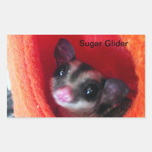 Sticker Rectangulaire Planeur à sucre en Orange Hanging Lit (Devant)