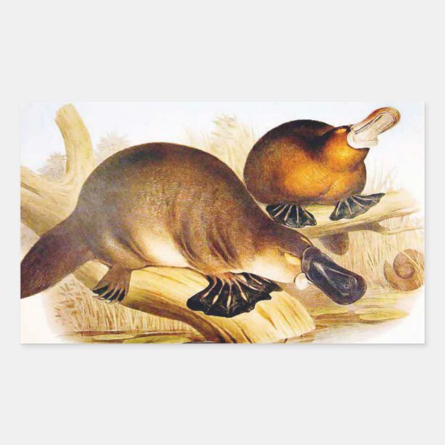 Sticker Rectangulaire "Platypus à bec noir" (Devant)