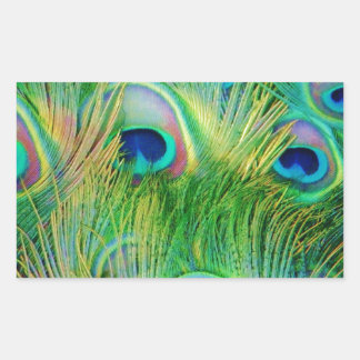 Sticker Rectangulaire Plumes de paon