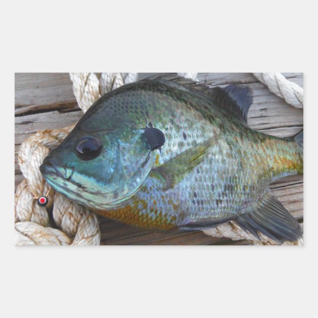 Sticker Rectangulaire Poisson rouge sur quai et corde (Devant)
