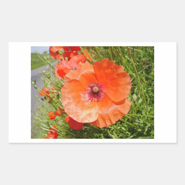 Sticker Rectangulaire Poppies - Coquelicots (Devant)
