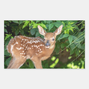 Sticker Rectangulaire Portrait d'un nouveau-né (cerf de Virginie)