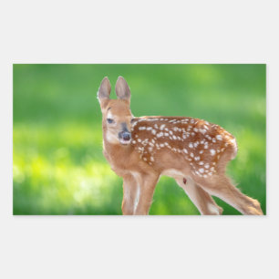 Sticker Rectangulaire Portrait d'un nouveau-né (cerf de Virginie)