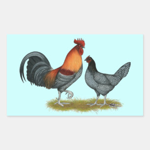 Sticker Rectangulaire Poule bleue du Delaware