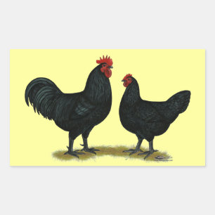 Sticker Rectangulaire Poulets Java noirs