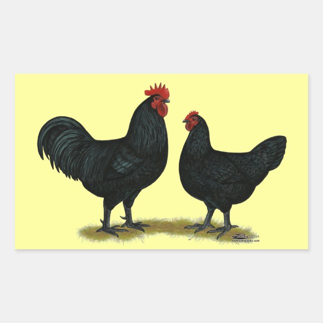 Sticker Rectangulaire Poulets Java noirs (Devant)