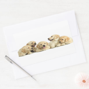 Sticker Rectangulaire Pupin doré du Labrador