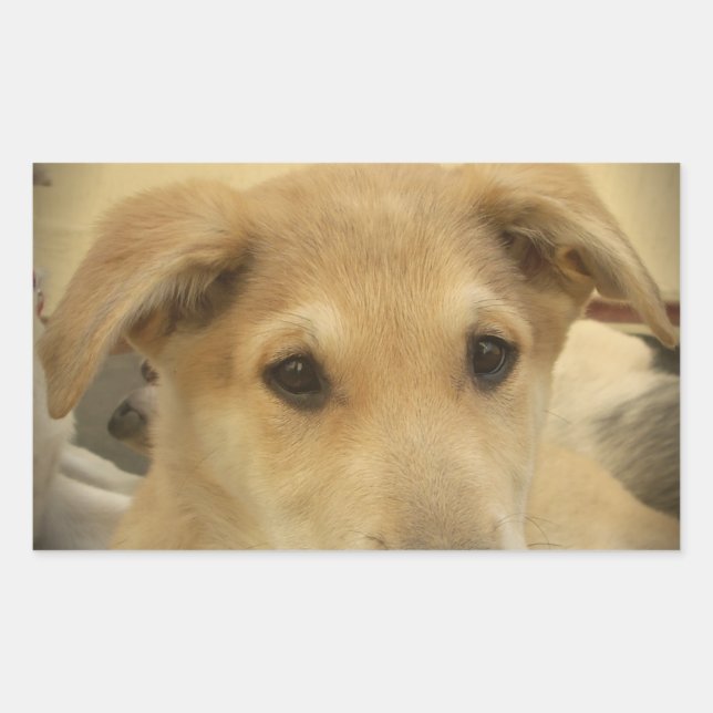 Sticker Rectangulaire Puppy Love : Le meilleur ami de l'homme (Devant)