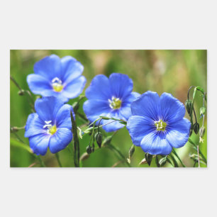 Sticker Rectangulaire Quatre Beaux Fleurs sauvages Bleus Bloom Kananaski