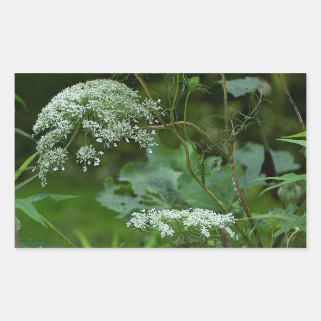 Sticker Rectangulaire Queen Anne's La ce Fleur sauvage - Daucus carota (Devant)