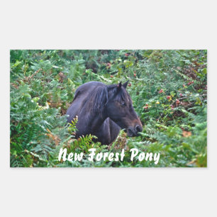 Sticker Rectangulaire Rare Black New Forest Pony - Wild Horse - Angleter