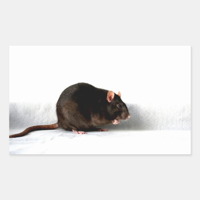 Sticker Rectangulaire Rat stcna (Devant)