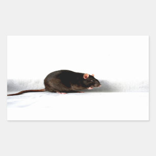 Sticker Rectangulaire Rat stcna