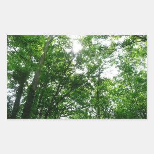 Sticker Rectangulaire Regard sur les arbres d'été