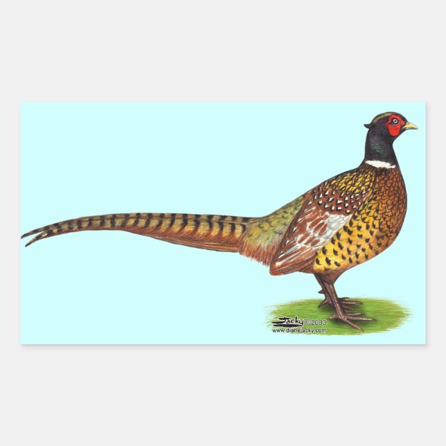 Sticker Rectangulaire Ringneck Pheasant Rooster (Devant)