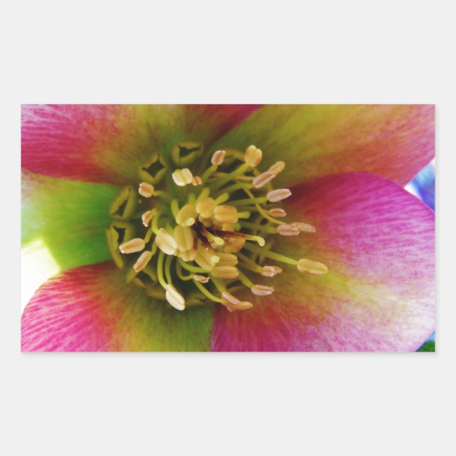 Sticker Rectangulaire Rose de carême rose, (Devant)