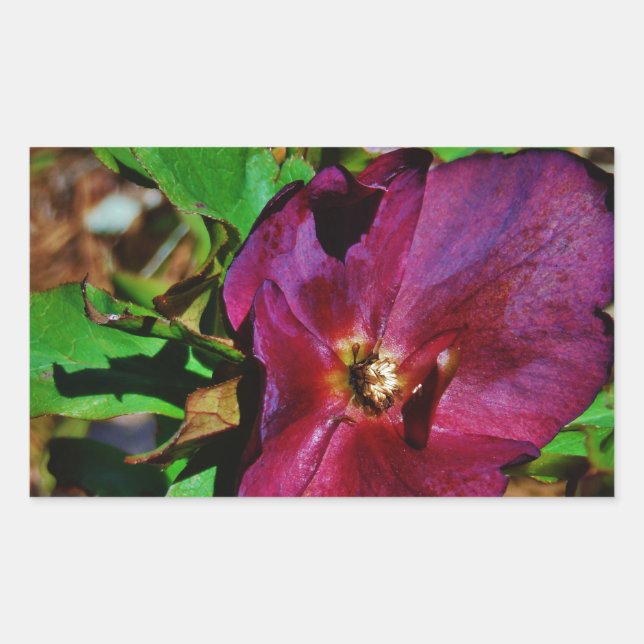 Sticker Rectangulaire Rose de carême rose Bourgogne (Devant)