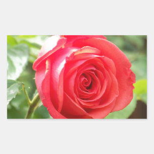 Sticker Rectangulaire Rose orange