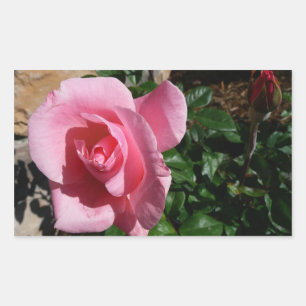 Sticker Rectangulaire Rose rose et bud Garden Floral