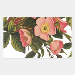 Sticker Rectangulaire Roses Anciennes Jolies Roses Botaniques Roses