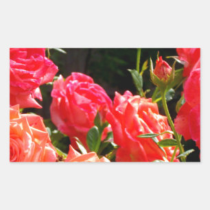 Sticker Rectangulaire Roses de corail romantique