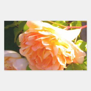 Sticker Rectangulaire Roses de pêche par pays