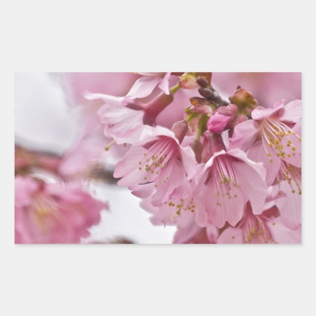 Sticker Rectangulaire Sakura Cherry Blossoms rose pâle (Devant)
