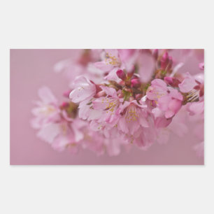 Sticker Rectangulaire Sakura Cherry Blossoms rose pâle Réflexions