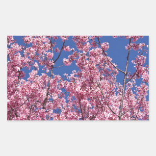 Sticker Rectangulaire Sakura Cherry Fleurit Dans Le Bleu