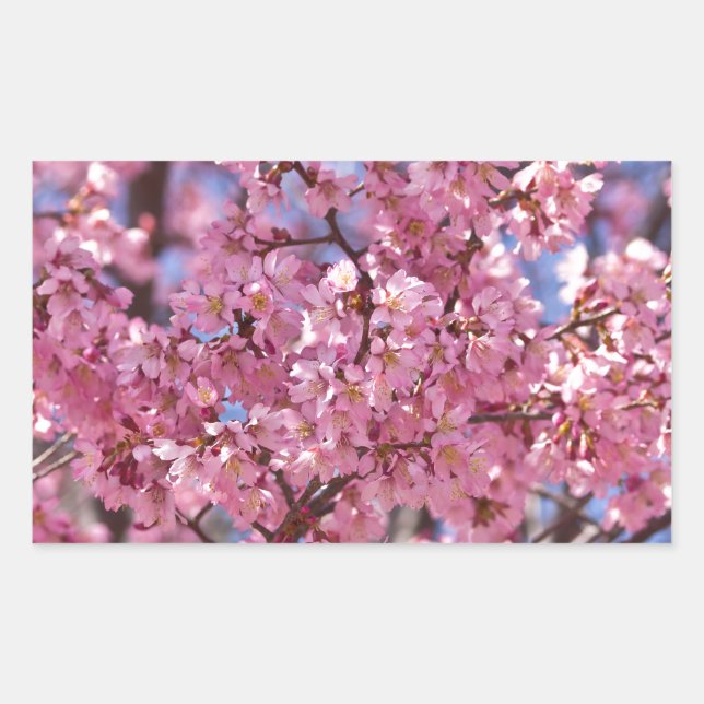 Sticker Rectangulaire Sakura Pink Cherry Blossom Sky (Devant)