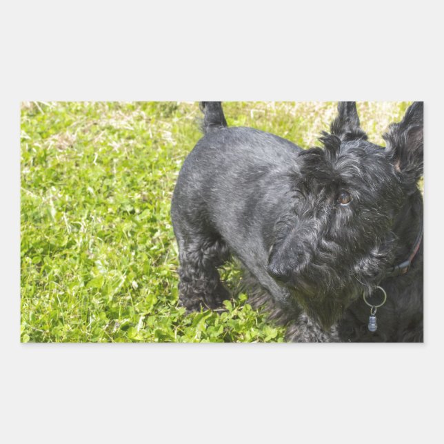 Sticker Rectangulaire Scottish Terrier (Devant)