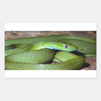 Sticker Rectangulaire Serpent de chat vert