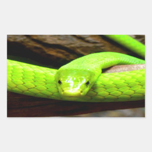Sticker Rectangulaire serpent mamba vert Attendez l'amour en paix