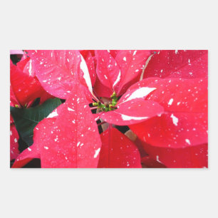 Sticker Rectangulaire Shimmer Star Surprise Poinsettia vacances Florale