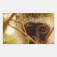 Singe effronté.