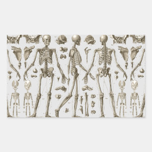 Sticker Rectangulaire Skeletons de l'Encyclopedia Brockhaus & Efron
