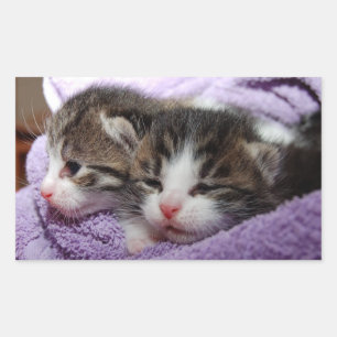 Sticker Rectangulaire Sleepy kittens
