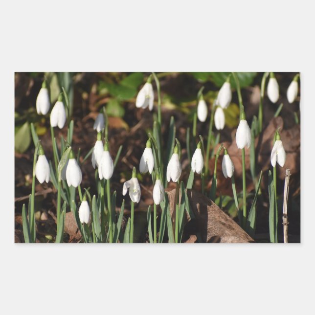 Sticker Rectangulaire Snowdrops (Devant)