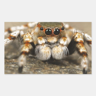 Sticker Rectangulaire Spider Nature Animaux Insectes sauvages