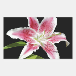 Sticker Rectangulaire Stargazer Lily