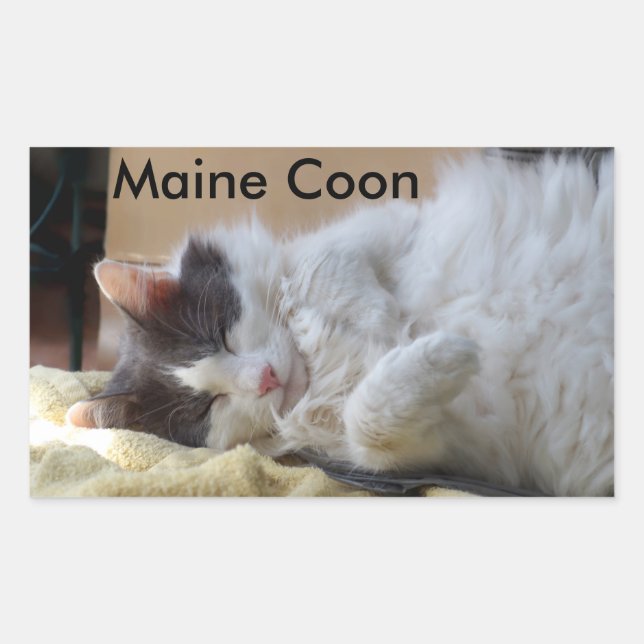 Sticker Rectangulaire Sticule de chat en coton du Maine couchant (Devant)