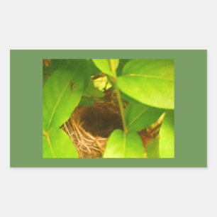 Sticker Rectangulaire Sticule rectangulaire du nid de colibri