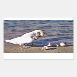 STICKER RECTANGULAIRE SWANS