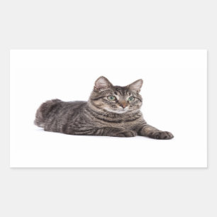 Sticker Rectangulaire Tabby Gris