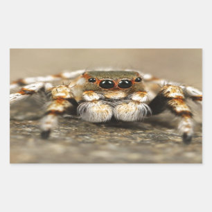 Sticker Rectangulaire Tarantula Jumping Bird Spider fantastiques accesso